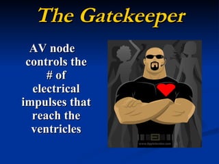 The Gatekeeper AV node controls the # of electrical impulses that reach the ventricles 