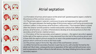 Atrial septation 
( a ) Formation of primary atrial septum at the atrial roof .(posterosuperior aspect ,medial to 
the entrance of the common venous sinus ) 
( b ) The primary septum ( asterisk ) continuous to grow and separates the right and left 
atrium. The space between the leading edge of the primary septum and fusing atrioventricular 
cushions ( yellow ) is the primary atrial foramen ( solid arrows ). This transient defect is closed 
when the anterior and the posterior medial endocardial cushions fuse. Before closure of the 
primary atrial foramen, a number of fenestrations develop at its dorsal portions to form the 
secondary atrial foramen ( dashed arrows ). 
( c ) Formation of the true secondary atrial septum ( arrows ). , the septum secundum appears 
to the right of the septum primum. It also descends from the roof of the primitive atrium and 
it fuses with the septum primum except for an area in the posterosuperior part of the septum 
primum which continues to exist as the fossa ovalis 
( d ) The primary septum forms the flap valve of the oval foramen ( arrow ). 
( e ) When formed the secondary foramen in part has no rim, with a border formed by the 
atrial roof. Much later, subsequently due to separation of the right and left pulmonary veins 
and incorporations of their orifices to the left atrium, the deep infolding forms the so called 
secondary septum. 
 