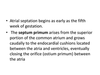 • Atrial septation begins as early as the fifth
week of gestation.
• The septum primum arises from the superior
portion of the common atrium and grows
caudally to the endocardial cushions located
between the atria and ventricles, eventually
closing the orifice (ostium primum) between
the atria
 
