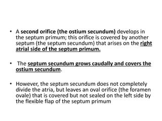 • A second orifice (the ostium secundum) develops in
the septum primum; this orifice is covered by another
septum (the septum secundum) that arises on the right
atrial side of the septum primum.
• The septum secundum grows caudally and covers the
ostium secundum.
• However, the septum secundum does not completely
divide the atria, but leaves an oval orifice (the foramen
ovale) that is covered but not sealed on the left side by
the flexible flap of the septum primum
 