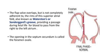 • The flap valve overlaps, but is not completely 
adherent to, the rims of this superior atrial 
fold, also known as Waterston's or 
Sonderggard's groove, providing a passage 
during fetal life for blood to pass from the 
right to the left atrium . 
• The opening in the septum secundum is called 
the foramen ovale. 
 