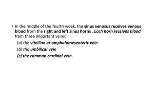 • In the middle of the fourth week, the sinus venosus receives venous 
blood from the right and left sinus horns . Each horn receives blood 
from three important veins: 
(a) the vitelline or omphalomesenteric vein 
(b) the umbilical vein 
(c) the common cardinal vein. 
 