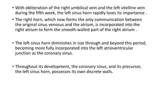 • With obliteration of the right umbilical vein and the left vitelline vein 
during the fifth week, the left sinus horn rapidly loses its importance . 
• The right horn, which now forms the only communication between 
the original sinus venosus and the atrium, is incorporated into the 
right atrium to form the smooth-walled part of the right atrium . 
• The left sinus horn diminishes in size through and beyond this period, 
becoming more fully incorporated into the left atrioventricular 
junction as the coronary sinus. 
• Throughout its development, the coronary sinus, and its precursor, 
the left sinus horn, possesses its own discrete walls. 
 