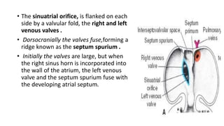 • The sinuatrial orifice, is flanked on each 
side by a valvular fold, the right and left 
venous valves . 
• Dorsocranially the valves fuse,forming a 
ridge known as the septum spurium . 
• Initially the valves are large, but when 
the right sinus horn is incorporated into 
the wall of the atrium, the left venous 
valve and the septum spurium fuse with 
the developing atrial septum. 
 