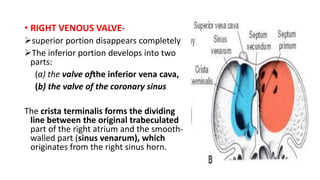 • RIGHT VENOUS VALVE- 
superior portion disappears completely 
The inferior portion develops into two 
parts: 
(a) the valve ofthe inferior vena cava, 
(b) the valve of the coronary sinus 
The crista terminalis forms the dividing 
line between the original trabeculated 
part of the right atrium and the smooth-walled 
part (sinus venarum), which 
originates from the right sinus horn. 
 