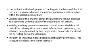 • concomitant with development of the lungs in the body wall behind 
the heart, a venous channel, the primary pulmonary vein canalises 
within the dorsal mesocardium . 
• Canalisation of this channel brings the pulmonary venous plexuses 
into continuity with the cavity of the developing left atrium. 
• Initially, a solitary pulmonary venous channel enters the left atrial 
part of the primary atrial component inferiorly and posteriorly, the 
entrance being bounded by two ridges which demarcate the site of 
the persisting dorsal mesocardium. 
• The right of these two ridges becomes particularly prominent . This 
structure is called as the “spina vestibuli”. 
 
