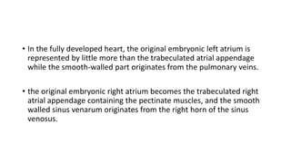 • In the fully developed heart, the original embryonic left atrium is 
represented by little more than the trabeculated atrial appendage 
while the smooth-walled part originates from the pulmonary veins. 
• the original embryonic right atrium becomes the trabeculated right 
atrial appendage containing the pectinate muscles, and the smooth 
walled sinus venarum originates from the right horn of the sinus 
venosus. 
 