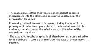 • The musculature of the atrioventricular canal itself becomes 
incorporated into the atrial chambers as the vestibules of the 
atrioventricular valves. 
• Forward growth of the vestibular spine, binding the base of the 
primary septum to the upper surface of the fused atrioventricular 
cushions, has also carries the inferior ends of the valves of the 
systemic venous sinus. 
• The expanded vestibular spine itself then becomes muscularised to 
form a bulbous structure that reinforces the base of the primary atrial 
septum. 
 