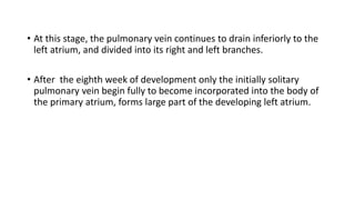 • At this stage, the pulmonary vein continues to drain inferiorly to the 
left atrium, and divided into its right and left branches. 
• After the eighth week of development only the initially solitary 
pulmonary vein begin fully to become incorporated into the body of 
the primary atrium, forms large part of the developing left atrium. 
 