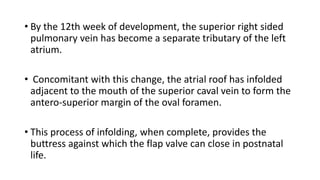 • By the 12th week of development, the superior right sided 
pulmonary vein has become a separate tributary of the left 
atrium. 
• Concomitant with this change, the atrial roof has infolded 
adjacent to the mouth of the superior caval vein to form the 
antero-superior margin of the oval foramen. 
• This process of infolding, when complete, provides the 
buttress against which the flap valve can close in postnatal 
life. 
 