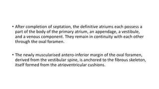 • After completion of septation, the definitive atriums each possess a 
part of the body of the primary atrium, an appendage, a vestibule, 
and a venous component. They remain in continuity with each other 
through the oval foramen. 
• The newly muscularised antero-inferior margin of the oval foramen, 
derived from the vestibular spine, is anchored to the fibrous skeleton, 
itself formed from the atrioventricular cushions. 
 