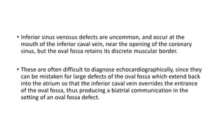 • Inferior sinus venosus defects are uncommon, and occur at the 
mouth of the inferior caval vein, near the opening of the coronary 
sinus, but the oval fossa retains its discrete muscular border. 
• These are often difficult to diagnose echocardiographically, since they 
can be mistaken for large defects of the oval fossa which extend back 
into the atrium so that the inferior caval vein overrides the entrance 
of the oval fossa, thus producing a biatrial communication in the 
setting of an oval fossa defect. 
 