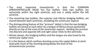• The most important characteristic is that the COMMON 
ATRIOVENTRICULAR VALVE has five leaflets. Only two leaflets are 
exclusively within the right ventricle; and one is solely within the left 
ventricle. 
• The remaining two leaflets, the superior and inferior bridging leaflets, are 
shared between both ventricles, straddling the ventricular septum 
• The distinguishing feature of the “primum” defect is that the two bridging 
leaflets are joined to each other by a tongue of fibrous tissue positioned 
directly on top of the crest of the ventricular septum, dividing the junction 
into discrete and separate left and right valvar inlets to the ventricles. 
• Almost always, the bridging leaflets and the tongue are also fused to the 
ventricular septal crest. 
• It is this feature which confines shunting across the septal defect at atrial 
level,with much of the shunting being below the level of the 
atrioventricular junction. 
 