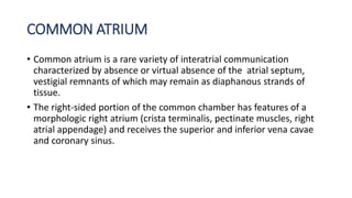 COMMON ATRIUM 
• Common atrium is a rare variety of interatrial communication 
characterized by absence or virtual absence of the atrial septum, 
vestigial remnants of which may remain as diaphanous strands of 
tissue. 
• The right-sided portion of the common chamber has features of a 
morphologic right atrium (crista terminalis, pectinate muscles, right 
atrial appendage) and receives the superior and inferior vena cavae 
and coronary sinus. 
 