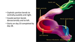 • Cephalic portion bends to 
ventrally,caudally and right. 
• Caudal portion bends 
dorsocranially and to left. 
• Starts on day 23 completed by 
day 28. 
 