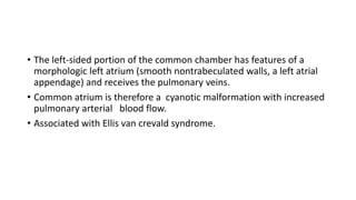 • The left-sided portion of the common chamber has features of a 
morphologic left atrium (smooth nontrabeculated walls, a left atrial 
appendage) and receives the pulmonary veins. 
• Common atrium is therefore a cyanotic malformation with increased 
pulmonary arterial blood flow. 
• Associated with Ellis van crevald syndrome. 
 