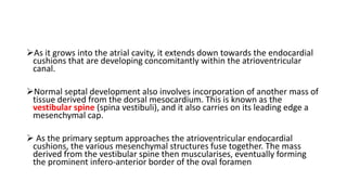As it grows into the atrial cavity, it extends down towards the endocardial 
cushions that are developing concomitantly within the atrioventricular 
canal. 
Normal septal development also involves incorporation of another mass of 
tissue derived from the dorsal mesocardium. This is known as the 
vestibular spine (spina vestibuli), and it also carries on its leading edge a 
mesenchymal cap. 
 As the primary septum approaches the atrioventricular endocardial 
cushions, the various mesenchymal structures fuse together. The mass 
derived from the vestibular spine then muscularises, eventually forming 
the prominent infero-anterior border of the oval foramen 
 