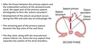 • After the fusion between the primary septum and 
the endocardial cushions of the atrioventricular 
canal, the upper part of the primary septum 
disintegrates to form the ‘ostium secundum’. 
• Development of the ostium secundum occurs 
during the fifth and sixth wks of embryologic life. 
• The remaining part of the primary septum 
becomes the flap valve of the oval fossa. 
• This flap valve, along with the muscularised 
antero-inferior rim, forms the true septum that 
separates the cavities of the atrial chambers. 
 