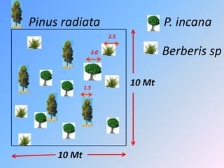 Pinus radiata P. incana Berberis sp 
10 Mt 
10 Mt 
2.5 
3.0 
1.5  