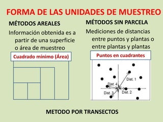 FORMA DE LAS UNIDADES DE MUESTREO 
MÉTODOS AREALES 
Información obtenida es a partir de una superficie o área de muestreo 
MÉTODOS SIN PARCELA 
Mediciones de distancias entre puntos y plantas o entre plantas y plantas 
Puntos en cuadrantes 
Cuadrado mínimo (Área) 
METODO POR TRANSECTOS  