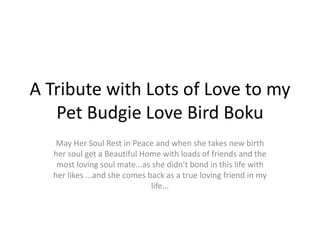 A Tribute with Lots of Love to my 
Pet Budgie Love Bird Boku 
May Her Soul Rest in Peace and when she takes new birth 
her soul get a Beautiful Home with loads of friends and the 
most loving soul mate...as she didn't bond in this life with 
her likes ...and she comes back as a true loving friend in my 
life... 
 