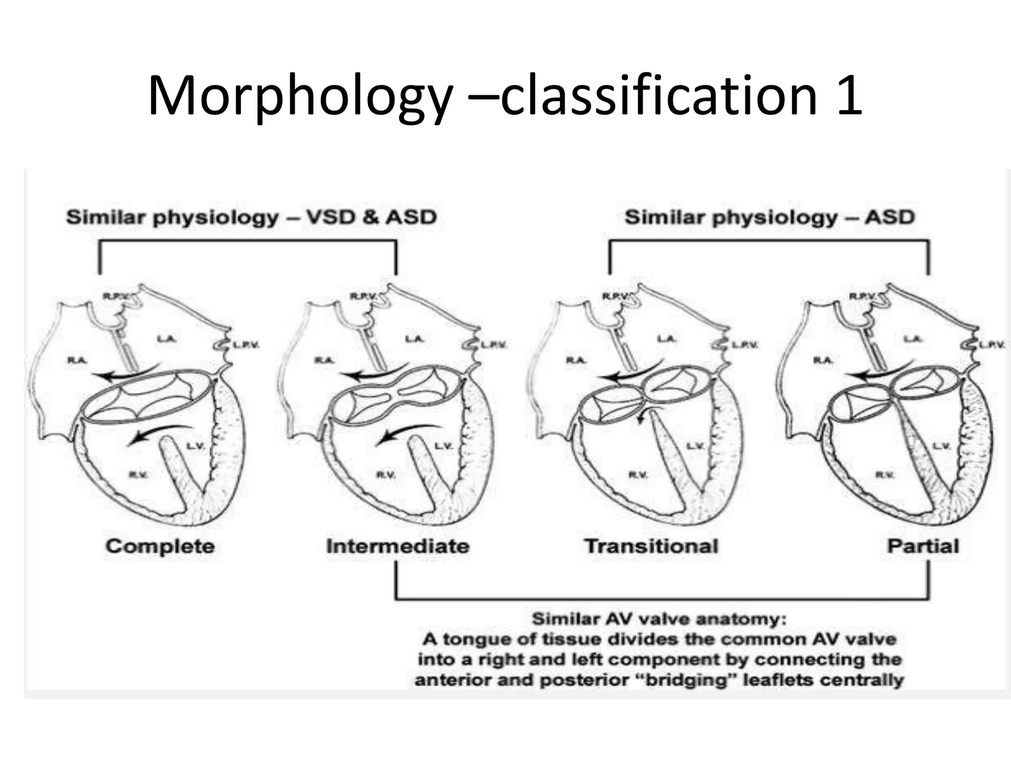 Morphology –classification 1
 