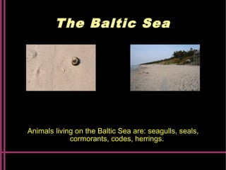 The Baltic Sea
Animals living on the Baltic Sea are: seagulls, seals,
cormorants, codes, herrings.
 