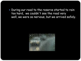 During our road to the reserve started to rain too hard,  we couldn't see the road very well, we were so nervous, but we arrived safely.