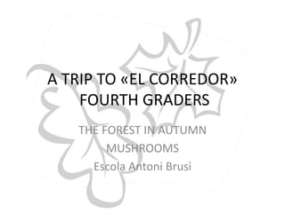 A TRIP TO «EL CORREDOR»
FOURTH GRADERS
THE FOREST IN AUTUMN
MUSHROOMS
Escola Antoni Brusi
 