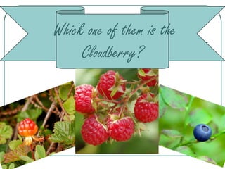 Whick one of them is the
     Cloudberry?
 