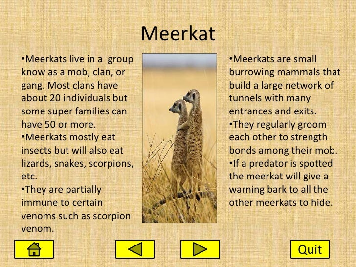 Where do meerkats live?