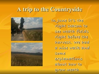 A trip to the Countryside In June it’s the right season to see weath fields right before the harvest. We had a nice walk and some explanations about how to grow weath 