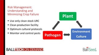 Risk Management:
Understanding and
Minimizing Crop Failure
 Use only clean stock URC
 Clean production facility
 Optimum cultural protocols
 Monitor and control pests
 