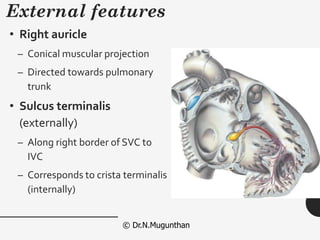 Suculus Terminalis ATRIUM OF HEART -Prof.Dr.N.Mugunthan. KMMC Medical College and ...