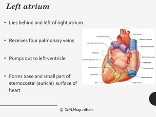 Primary Atrium ATRIUM OF HEART -Prof.Dr.N.Mugunthan. KMMC Medical College and ...