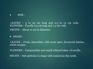  SIZE :
LEAVES – 5 to 25 cm long and 2.5 to 12 cm wide.
FLOWERS – Corolla 2.5 cm long and 1.5 cm wide.
FRUITS – About 10 cm in diameter.
 SHAPE :
LEAVES – Ovate, lanceolate, with acute apex, decurrent lamina,
entire margin.
FLOWERS – Campanulate and small reflexed lobes of corolla.
FRUITS – Sub-globular in shape with numerous flat seeds.
 
