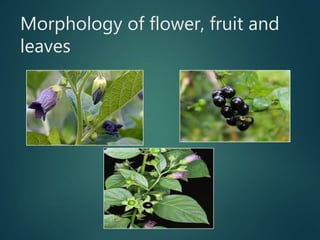 Morphology of flower, fruit and
leaves
 