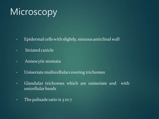 Microscopy
• Epidermal cellswith slightly, sinuousanticlinal wall
• Striated cuticle
• Anisocyticstomata
• Uniseriate multicellularcovering trichomes
• Glandular trichomes which are uniseriate and with
unicellularheads
• The palisaderatio is 5 to 7
 