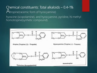 Chemical constituents: Total alkaloids – 0.4-1%
Atropine(racemic form of hyoscyamine)
hyoscine (scopolamine), and hyoscyamine, pyridine, N-methyl
homotropine(synhetic compound).
 