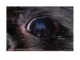 Zones
                                                d’atrophie




Atrophie partielle de l’iris (Shi-Tzu 13 ans)          Cliché F. Famose
 