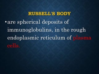 RUSSELL'S BODY
•are spherical deposits of
immunoglobulins, in the rough
endoplasmic reticulum of plasma
cells.
 