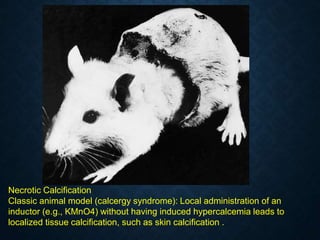 Necrotic Calcification
Classic animal model (calcergy syndrome): Local administration of an
inductor (e.g., KMnO4) without having induced hypercalcemia leads to
localized tissue calcification, such as skin calcification .
 