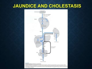 JAUNDICE AND CHOLESTASIS
 