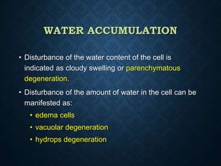 WATER ACCUMULATION
• Disturbance of the water content of the cell is
indicated as cloudy swelling or parenchymatous
degeneration.
• Disturbance of the amount of water in the cell can be
manifested as:
• edema cells
• vacuolar degeneration
• hydrops degeneration
 