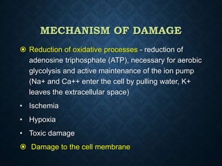 MECHANISM OF DAMAGE
 Reduction of oxidative processes - reduction of
adenosine triphosphate (ATP), necessary for aerobic
glycolysis and active maintenance of the ion pump
(Na+ and Ca++ enter the cell by pulling water, K+
leaves the extracellular space)
• Ischemia
• Hypoxia
• Toxic damage
 Damage to the cell membrane
 