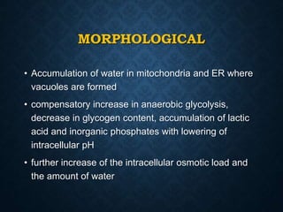 MORPHOLOGICAL
• Accumulation of water in mitochondria and ER where
vacuoles are formed
• compensatory increase in anaerobic glycolysis,
decrease in glycogen content, accumulation of lactic
acid and inorganic phosphates with lowering of
intracellular pH
• further increase of the intracellular osmotic load and
the amount of water
 