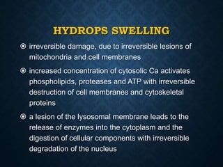 HYDROPS SWELLING
 irreversible damage, due to irreversible lesions of
mitochondria and cell membranes
 increased concentration of cytosolic Ca activates
phospholipids, proteases and ATP with irreversible
destruction of cell membranes and cytoskeletal
proteins
 a lesion of the lysosomal membrane leads to the
release of enzymes into the cytoplasm and the
digestion of cellular components with irreversible
degradation of the nucleus
 