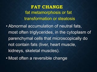 FAT CHANGE
fat metamorphosis or fat
transformation or steatosis
• Abnormal accumulation of neutral fats,
most often triglycerides, in the cytoplasm of
parenchymal cells that microscopically do
not contain fats (liver, heart muscle,
kidneys, skeletal muscles).
• Most often a reversible change
 