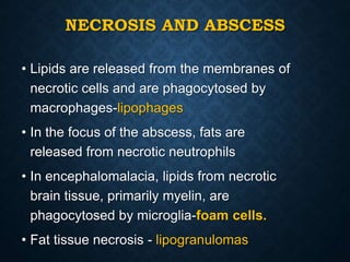 NECROSIS AND ABSCESS
• Lipids are released from the membranes of
necrotic cells and are phagocytosed by
macrophages-lipophages
• In the focus of the abscess, fats are
released from necrotic neutrophils
• In encephalomalacia, lipids from necrotic
brain tissue, primarily myelin, are
phagocytosed by microglia-foam cells.
• Fat tissue necrosis - lipogranulomas
 