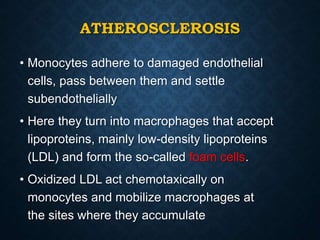ATHEROSCLEROSIS
• Monocytes adhere to damaged endothelial
cells, pass between them and settle
subendothelially
• Here they turn into macrophages that accept
lipoproteins, mainly low-density lipoproteins
(LDL) and form the so-called foam cells.
• Oxidized LDL act chemotaxically on
monocytes and mobilize macrophages at
the sites where they accumulate
 